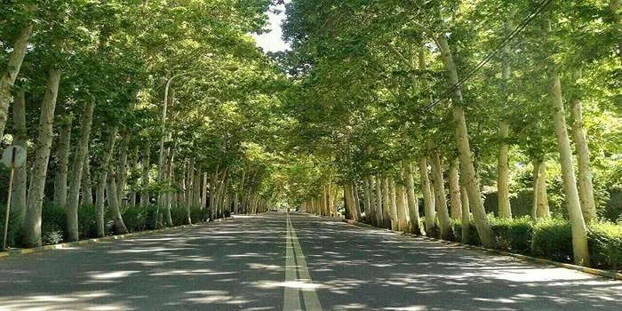 چرا خرید زمین اطراف تهران بهترین انتخاب برای سرمایهگذاری است؟ _ تصویری زیبا از خیابانی پر از درخت در چهارباغ